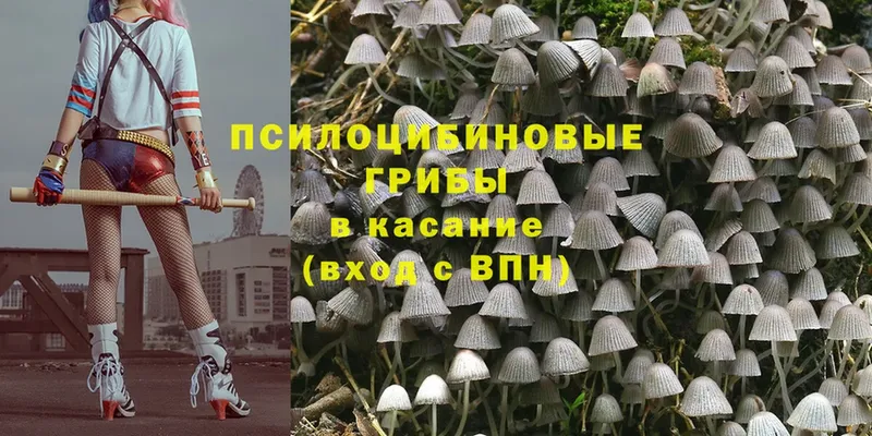 купить   кракен как войти  Псилоцибиновые грибы Psilocybe  Каменка 